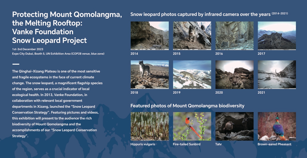 珠峰雪豹庇护、故宫零销毁、光伏角……COP28浮现中邦各界天气手脚效率(图1)